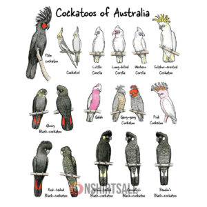 Cockatoos of Australia Poster And Canvas Vertical